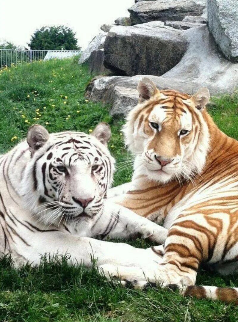 И области можно в любое. Бенгальский тигр. Золотой бенгальский тигр. Золотой тигр альбинос. Амурский тигр альбинос.
