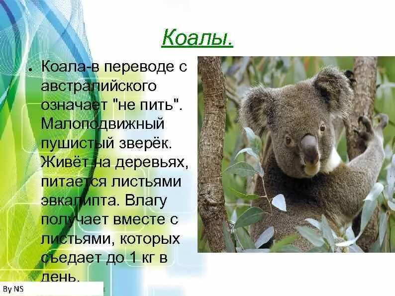 Где обитают коалы на каком материке. Научная классификация коалы. коала живет на эвкалиптовых деревьях. коала классификация по биологии. экологическая ниша коалы.