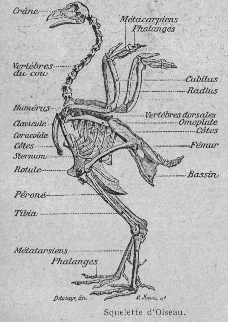 Кости птиц легкие в связи с тем. Скелет птицы анатомия. Анатомия птицы Ветеринария. Анатомия костей птиц. Анатомия птицы кости.