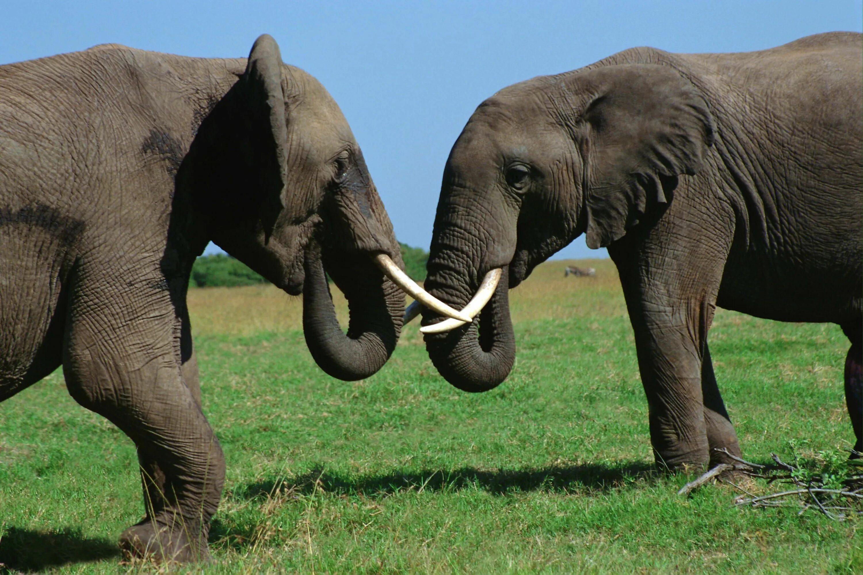 Хобот и бивни слона. Слоненок. Слон фото. Слоны фото. Two elephants