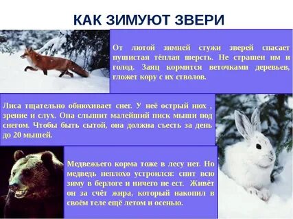 Сообщение о жизни животных зимой