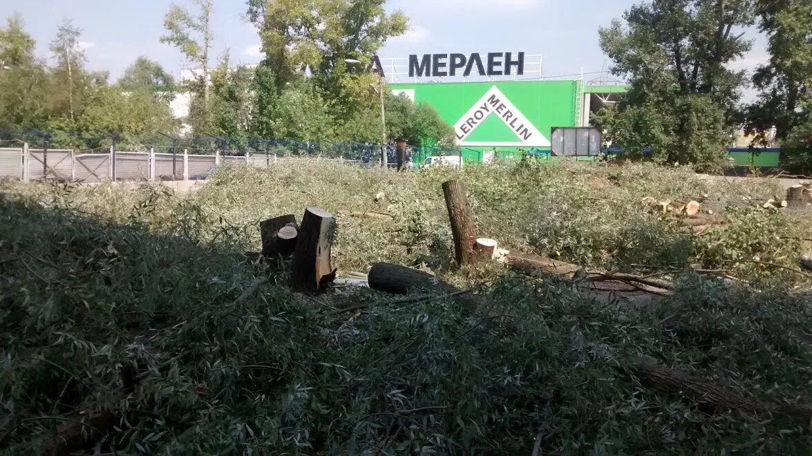 Клин мособллес. Клинское лесничество московской области. Лес после вырубки. Вырубка деревьев московская область. Химки вырубка деревьев застройщик.