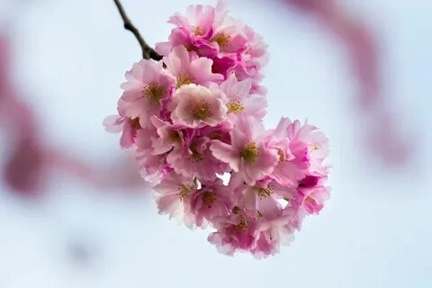 Что такое ветка сакуры