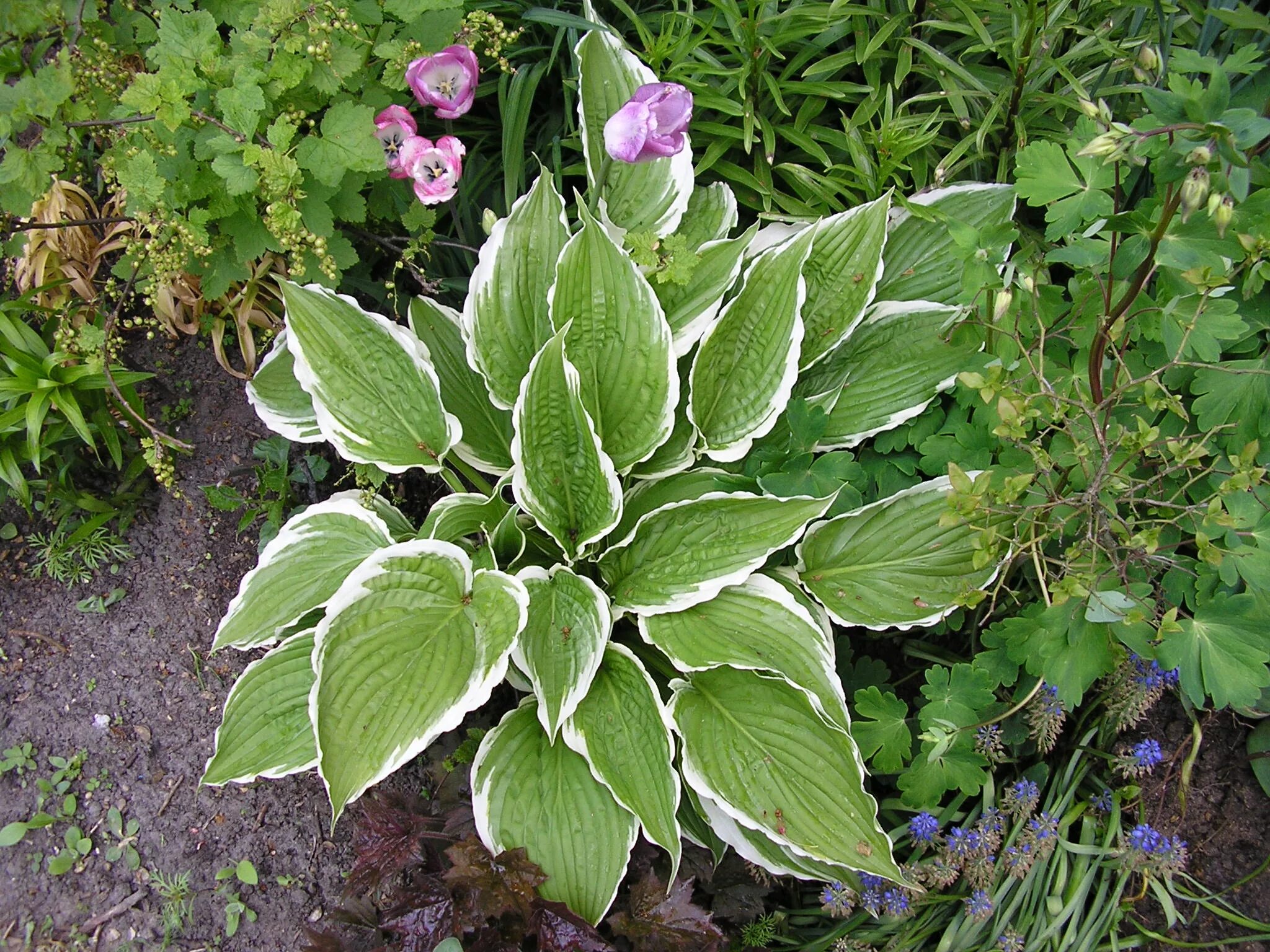 хоста альбомаргината albomarginata. хоста гибридная белоокаймленная. хоста белоокаймленная (hosta albomarginata). хоста белоокаймленная. хоста функия белоокаймленная.
