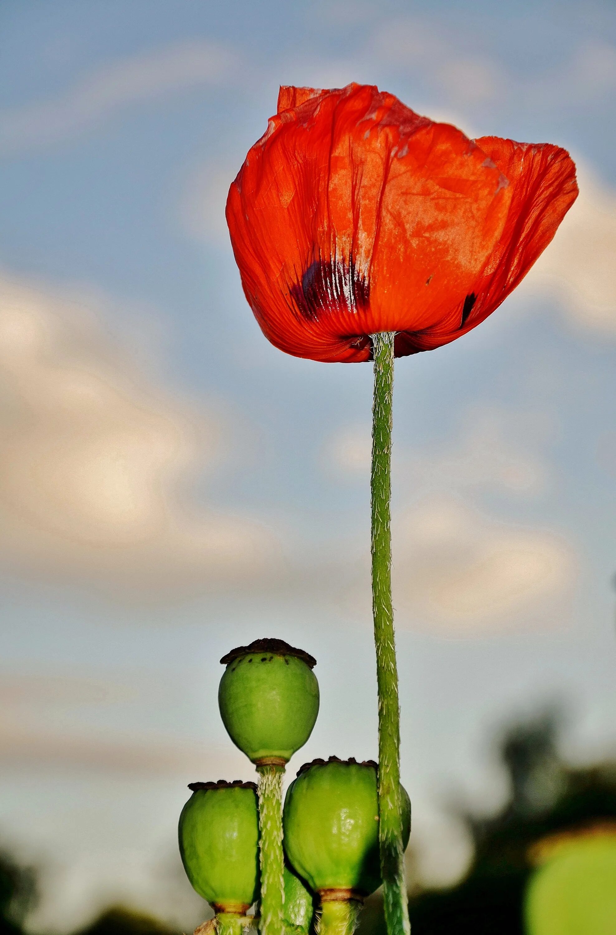 Хаки маки. Папавер бутон. Papaver nudicaule. Мак цветок. Маковый бутон.