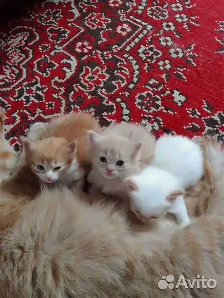 Котята в добрые руки в энгельсе. Отдаю маленьких котят в добрые руки. раздают котят. котята в вязьме. белый кот и 2 девушки.