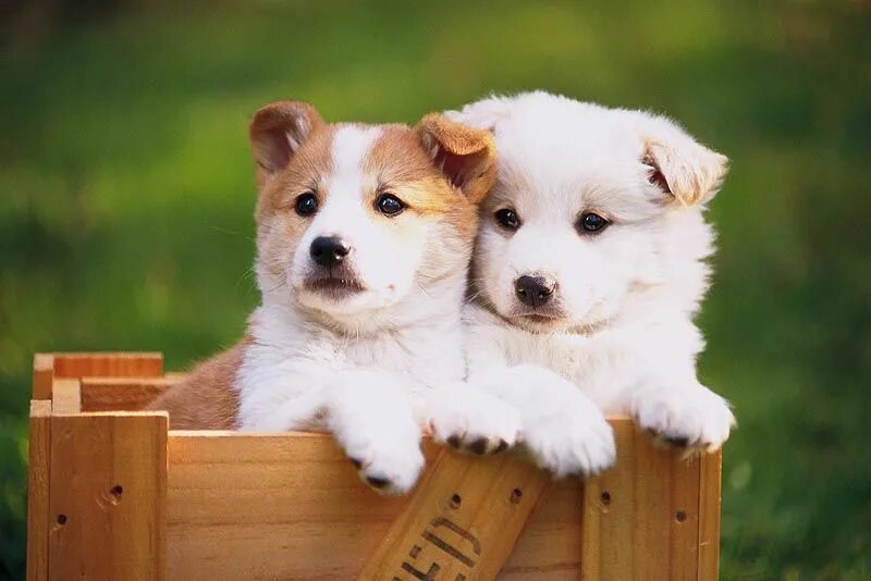 щенки группа музыкальная.