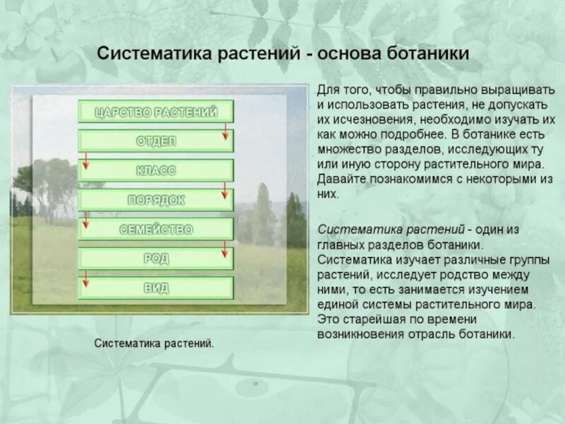 Отрасли Ботанической науки. Области науки в ботанике. Структура науки ботаника. Ботаника презентация. Значение в области какой ботанической науки