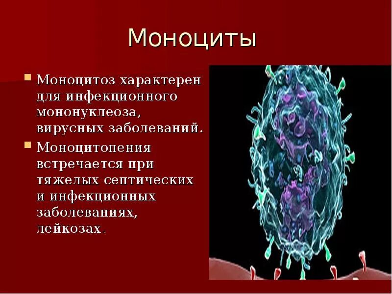 Моноциты при инфекции. Для моноцитов характерны. моноциты при вирусной инфекции. моноцитоз и моноцитопения.