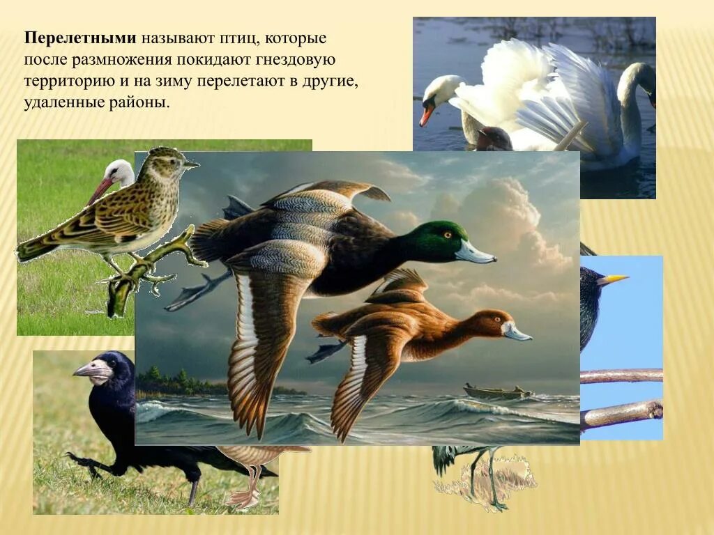 Птицы перелетают 2. Перелетными называют птиц которые. Птицы теплокровные. Птицы которые не мигрируют называются. Какие птицы называются перелетными.