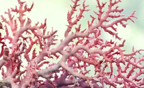 Музыка кораллы. Bubblegum coral. Музыка кораллы. Красный благородный коралл. X2 photo bigger green sea fan.