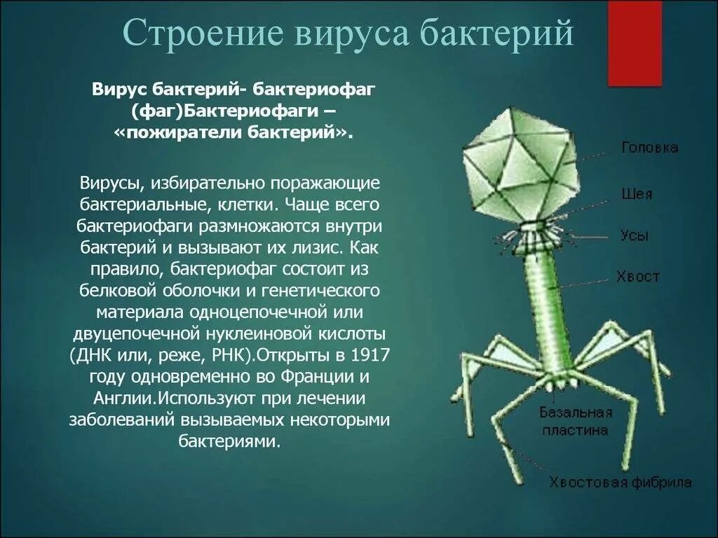 Из чего состоит бактериофаг. Белковая оболочка бактериофага. бактериофаг вирус бактерий строение. строение вируса бактериофага. бактериофаг строение бактериофага.