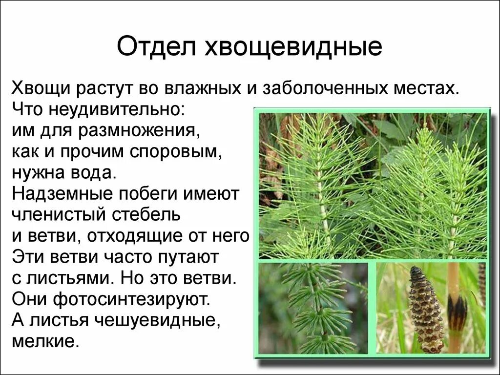 Значение плаунов хвощей в природе. Отдел Хвощевидные. Отдел Хвощевидные членистый стебель. Высшие споровые хвощи. Характеристика хвоща высшие споровые.