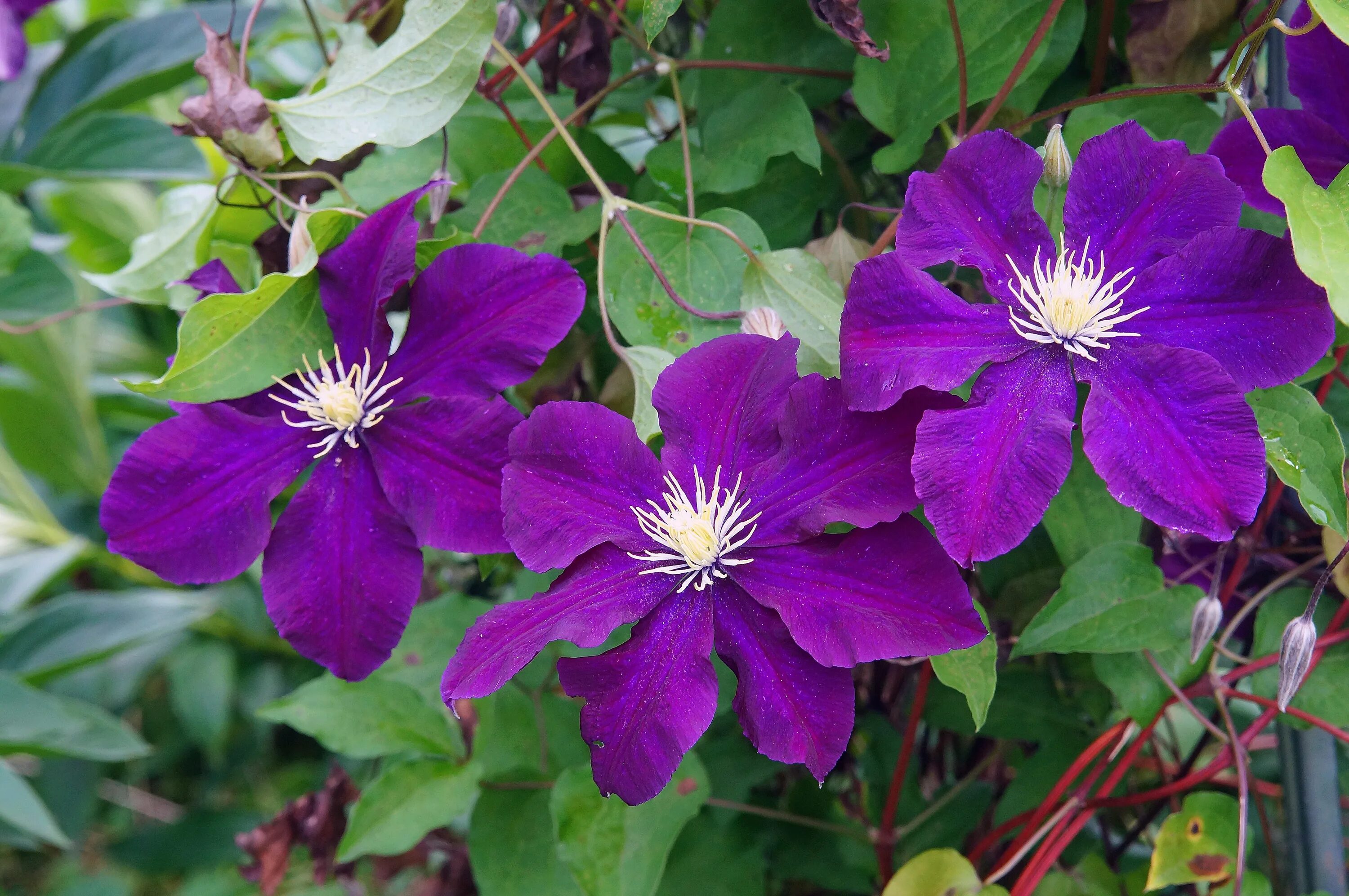 Старые сорта клематисов фото. Клематис Рахварин. Клематис Акаиши. Клематис (Clematis) Remembrance. Клематис звездчатый.