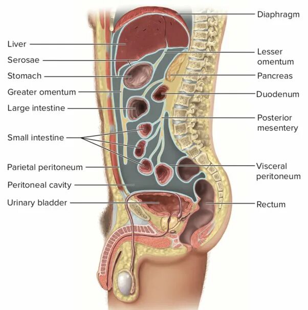 Расположение внутренних органов мужчины в брюшной полости. Анатомия брюшной полости мужчины. Строение брюшной полости женщины. Схема внутренних органов человека брюшной полости женщины.