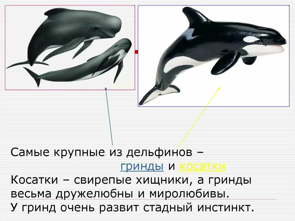 Гринды дельфиновые. Гринд китообразные. Косатка. Касатки убийцы. Касатка кратко