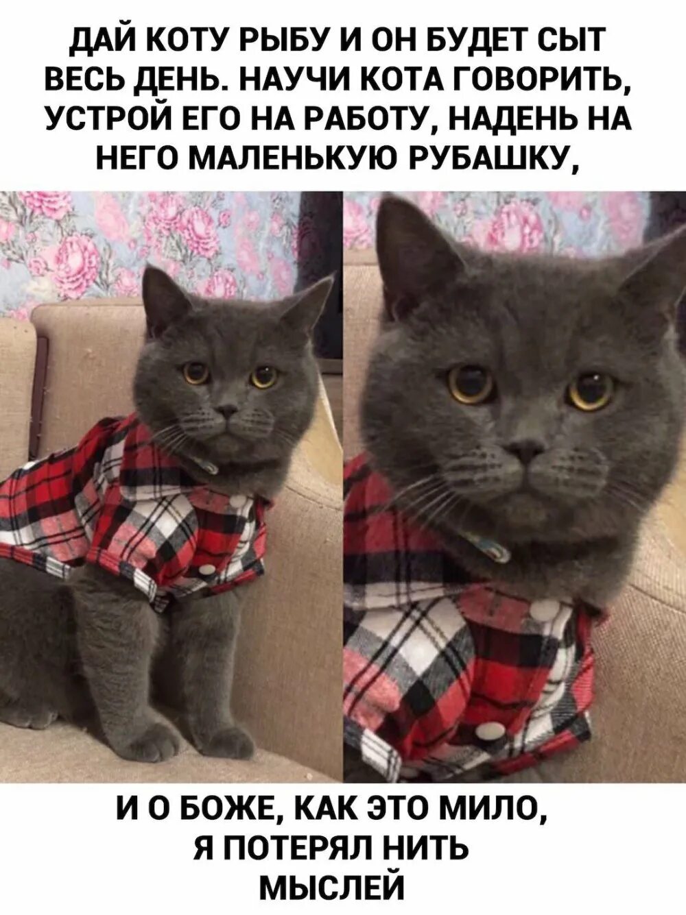 Создать мем с котами. Мемы с котами. мемы с котиками с надписями. смешные мемы с котами и надписями. кот мемы с надписями.