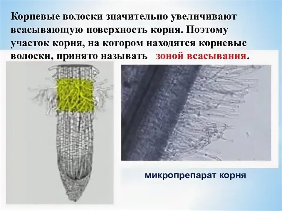 Корневой волосок в почве. Волоски корня всасывающая строение. цитоплазма в корневых волосках. корневые волоски. корневой.