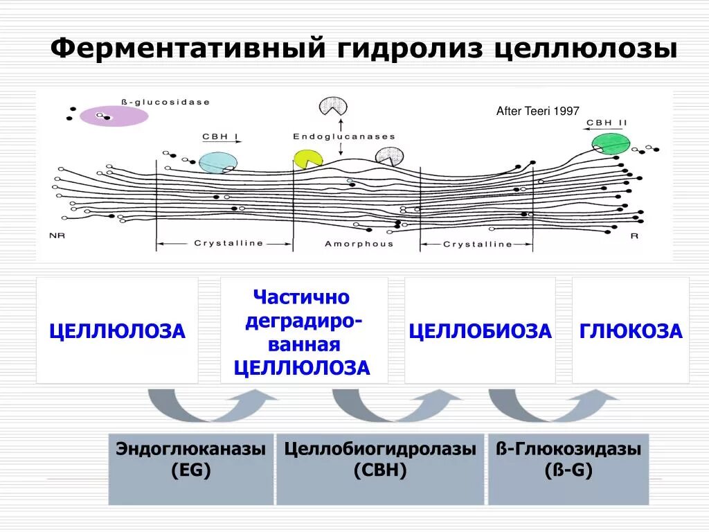 Целлюлоза вступает в гидролиз. Ферментативный гидролиз целлюлозы. Схема полного гидролиза целлюлозы. Схема ферментативного гидролиза целлюлозы. Схема ступенчатого гидролиза целлюлозы.