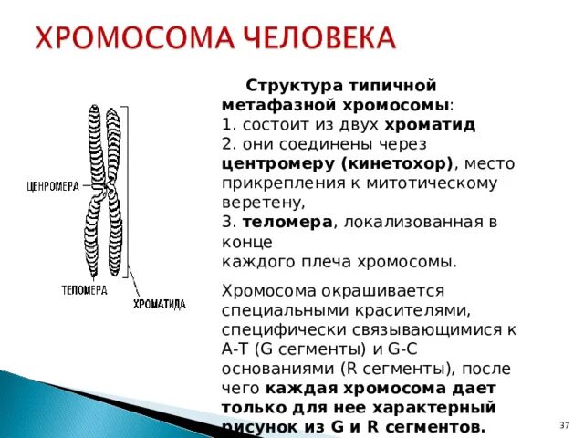 Что является особой формой существования хромосом. Что является особой формой существования хромосом