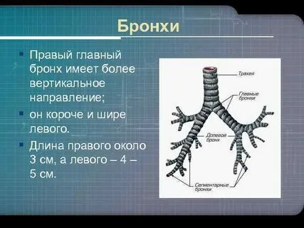 Главные бронхи