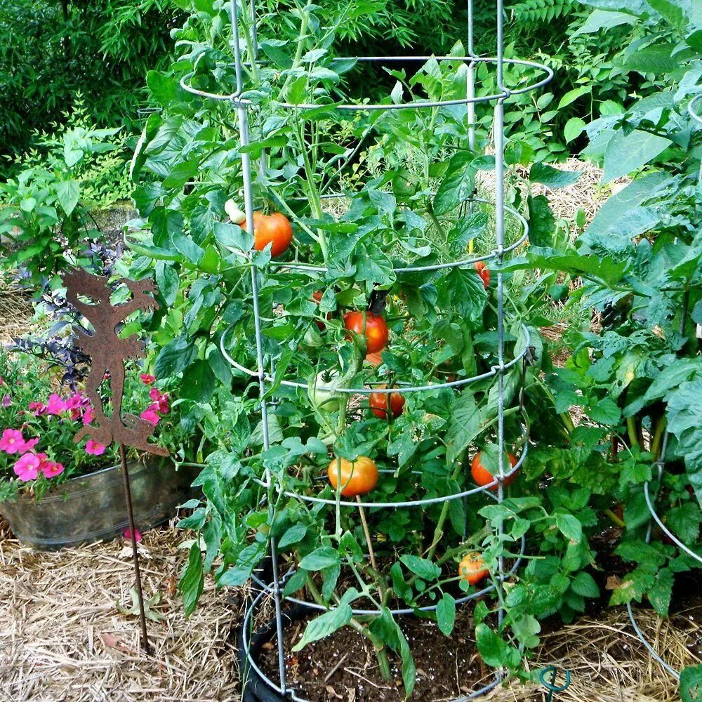 Выращивание помидоров для начинающих. Помидоры в огороде. Помидоры черри на грядке. Помидоры черри на грядк. Декоративная посадка помидор.