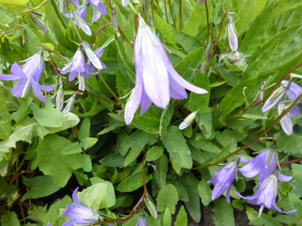 луговой колокольчик крапиволистный. сибирский многолетний колокольчик. колокольчик широколистный листья. колокольчик широколистный многолетний. колокольчик широко-листый.