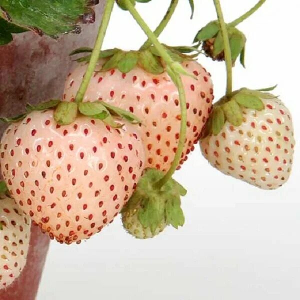 Клубника финская ананасная. Сорта розовой земляники. Light red pineberry with white berries seeds, professional pack, 100 seeds / pack, vigorous plants #nf981. Земляника садовая пайнберри. Белая клубника - пайнберри.
