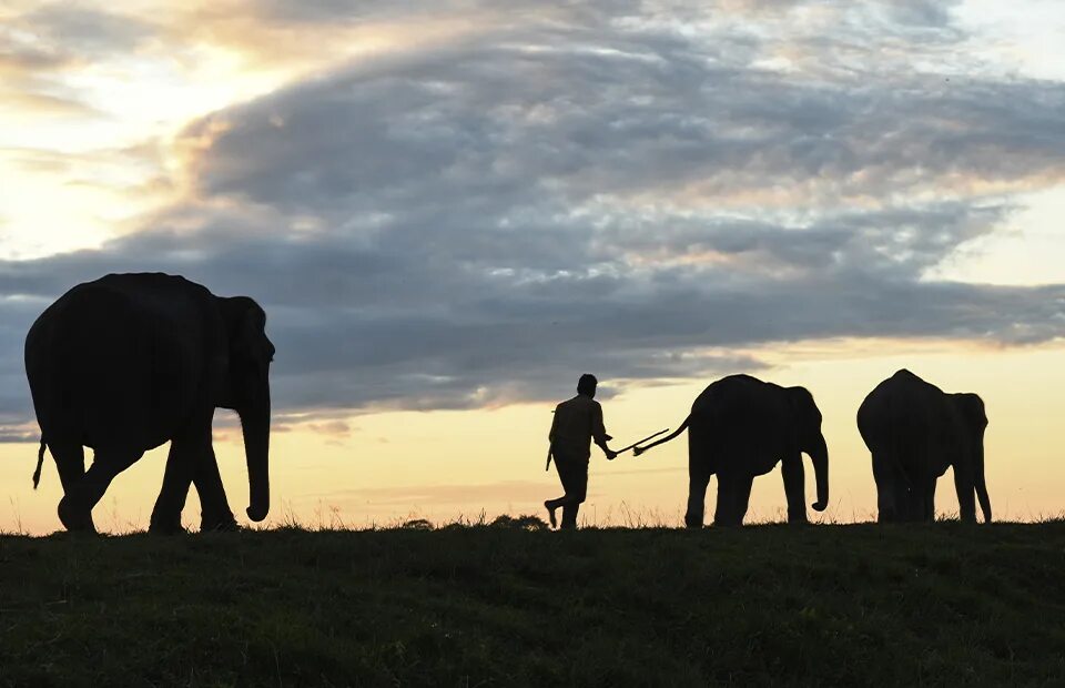 Elephants walking. Слоны на воле. Таиланд слоны. Слон со спины обернулся. Пхукет слоны.