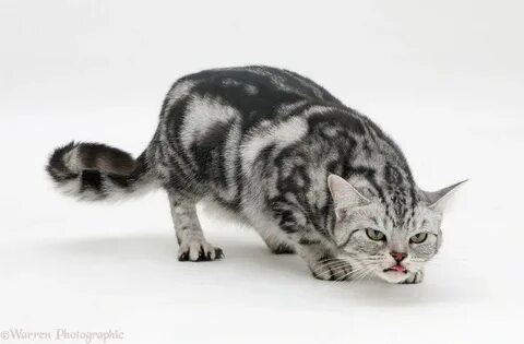 Кашель у кошек хрипы
