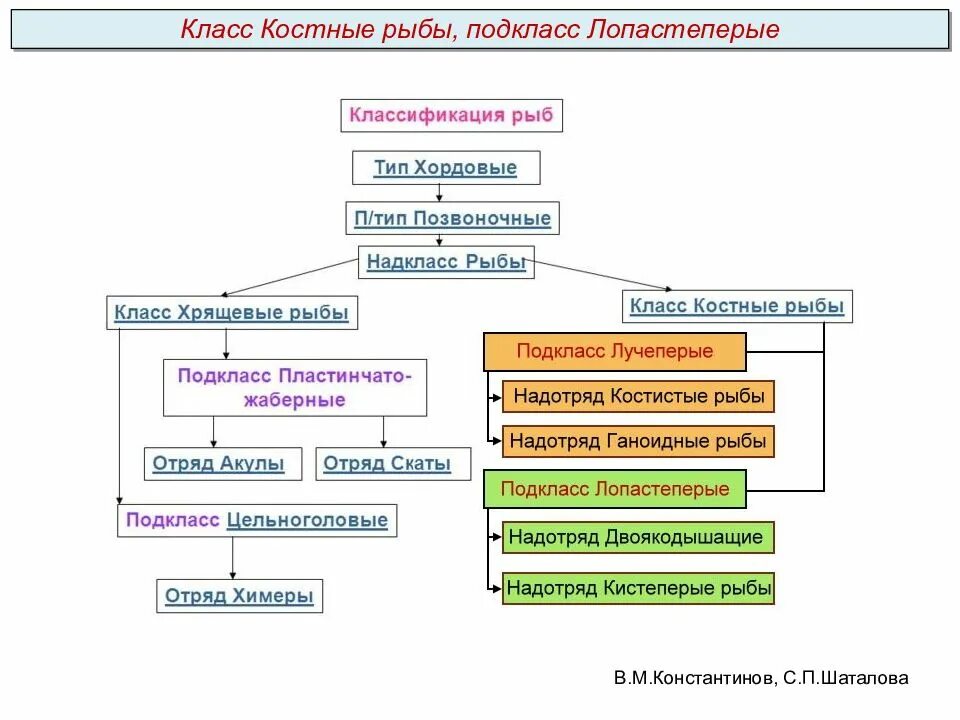 Классификация надкласса рыб схема. Систематика костных рыб схема. Систематика класса костные рыбы. Хордовые Тип Подтип Надкласс класс подкласс. Классификация рыб класс