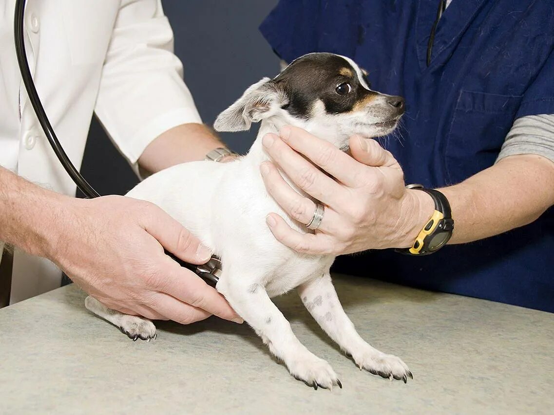 Кастрация кобеля чихуахуа. Операция чихуахуа. Чихуахуа стригут когти. Чихуахуа растяжение связок. Ожиревший чихуахуа.