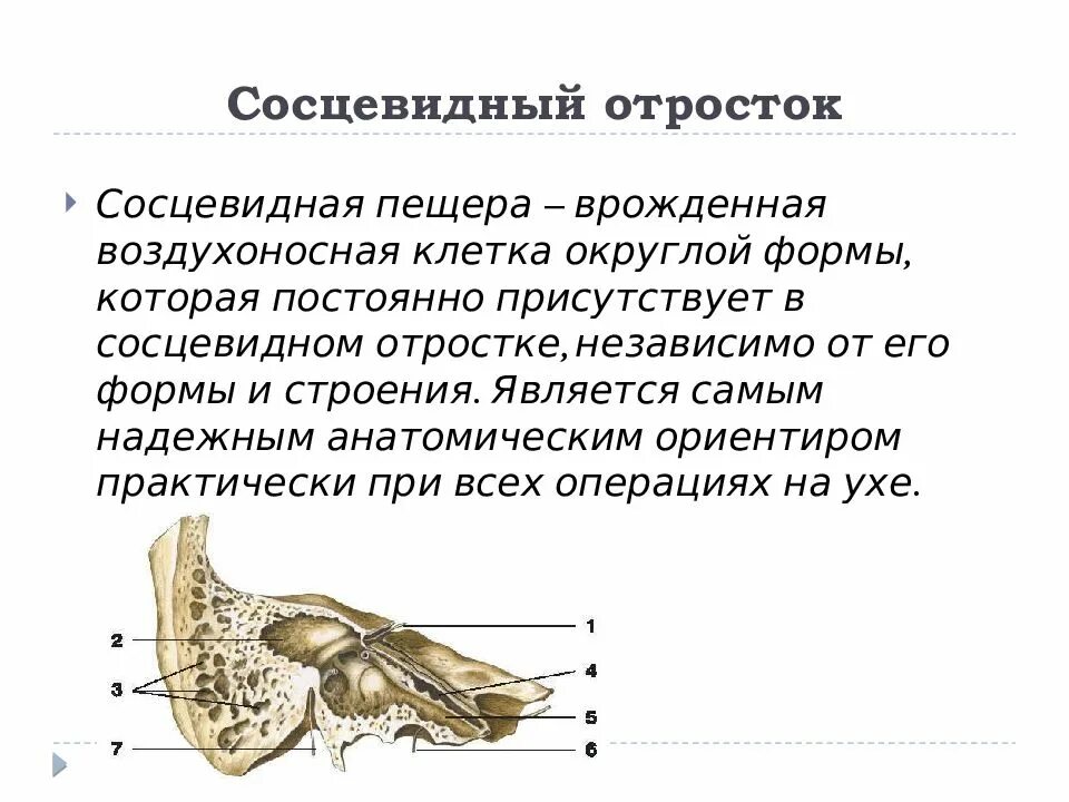 Анатомия среднего уха и сосцевидного отростка. Сосцевидная пещера анатомия. Сосцевидные ячейки височной кости. Височная кость сосцевидный отросток.