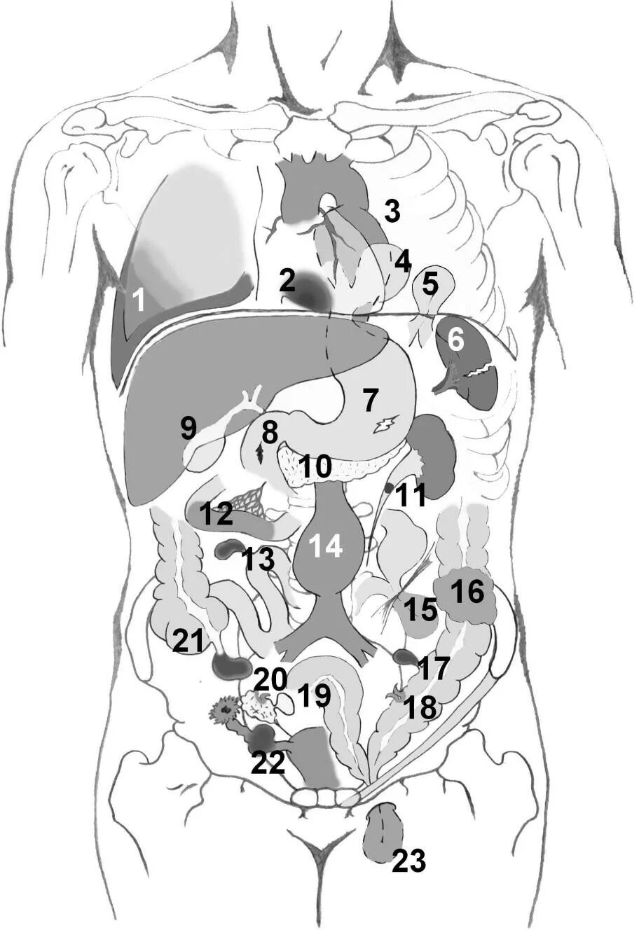 Органы живота. Схема брюшной полости. Расположение органов брюшной полости. Схема органов брюшной полости. Расположение внутренних органов у женщин в брюшной полости.