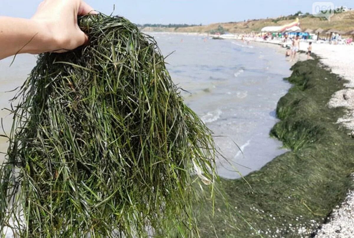 Пахнет речной тиной. Камка в Анапе. Зостера морская водоросль. Зостера взморник.