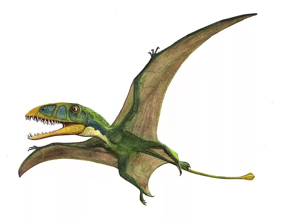 Птерадон. Птерозавр Диморфодон. Диморфодон и птеродактиль. Летающий динозавр Диморфодон. Юрский период птеродактиль.