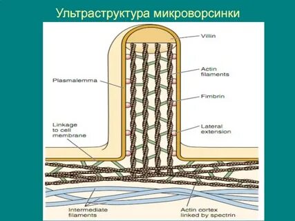 Строение ресничек и микроворсинок