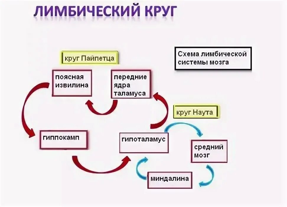 Круги лимбической системы. Лимбическая система круг пейпеца и наута. Круги лимбической системы. Круги лимбической системы. Круги лимбической системы.