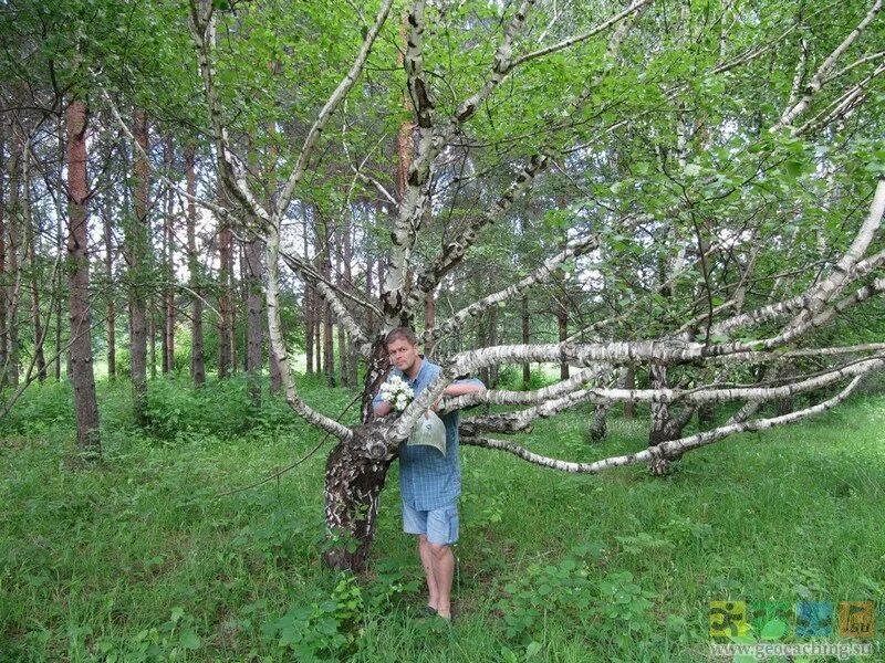 Растут ли березы в америке. Карельская повислая береза. березы в сочи.