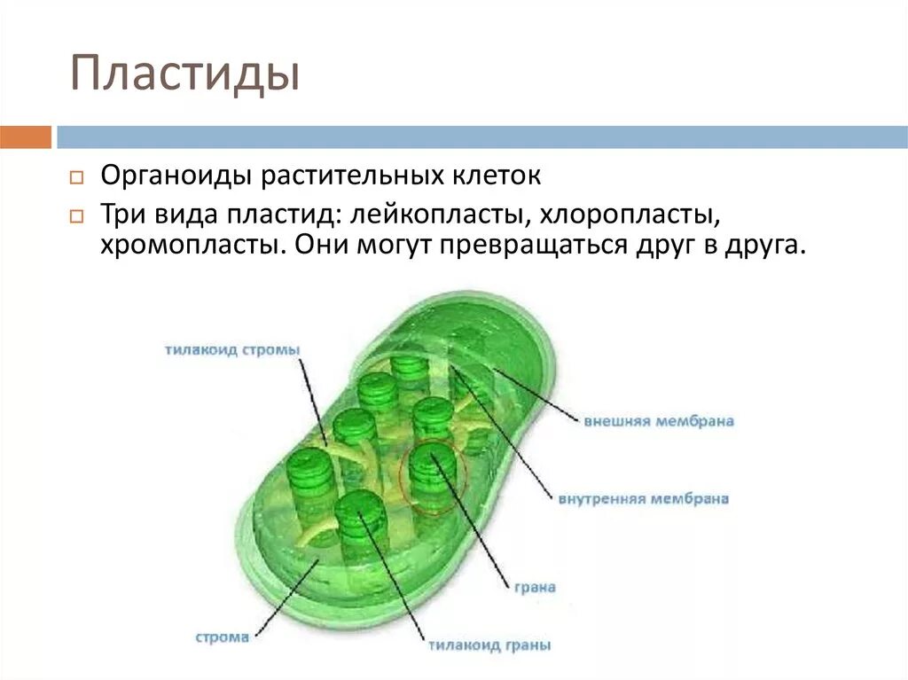 Хлоропласты характерны для клеток ответ. Строение растительной клетки пластиды. Структура клетки пластиды. Строение растительной клетки пластиды лейкопласты. Пластиды растительной клетки строение рисунок.