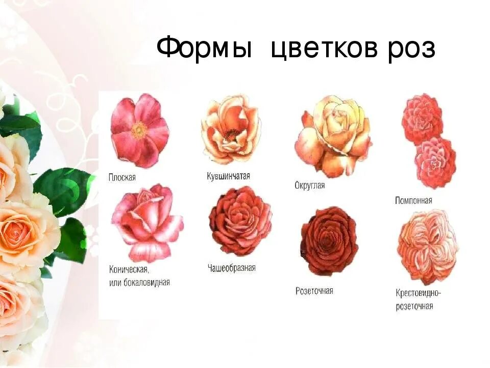 Форма цветка розы. Розы по форме бутона. Классификация роз. Классификация роз по форме цветка