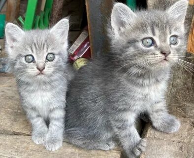 Котят которых продают