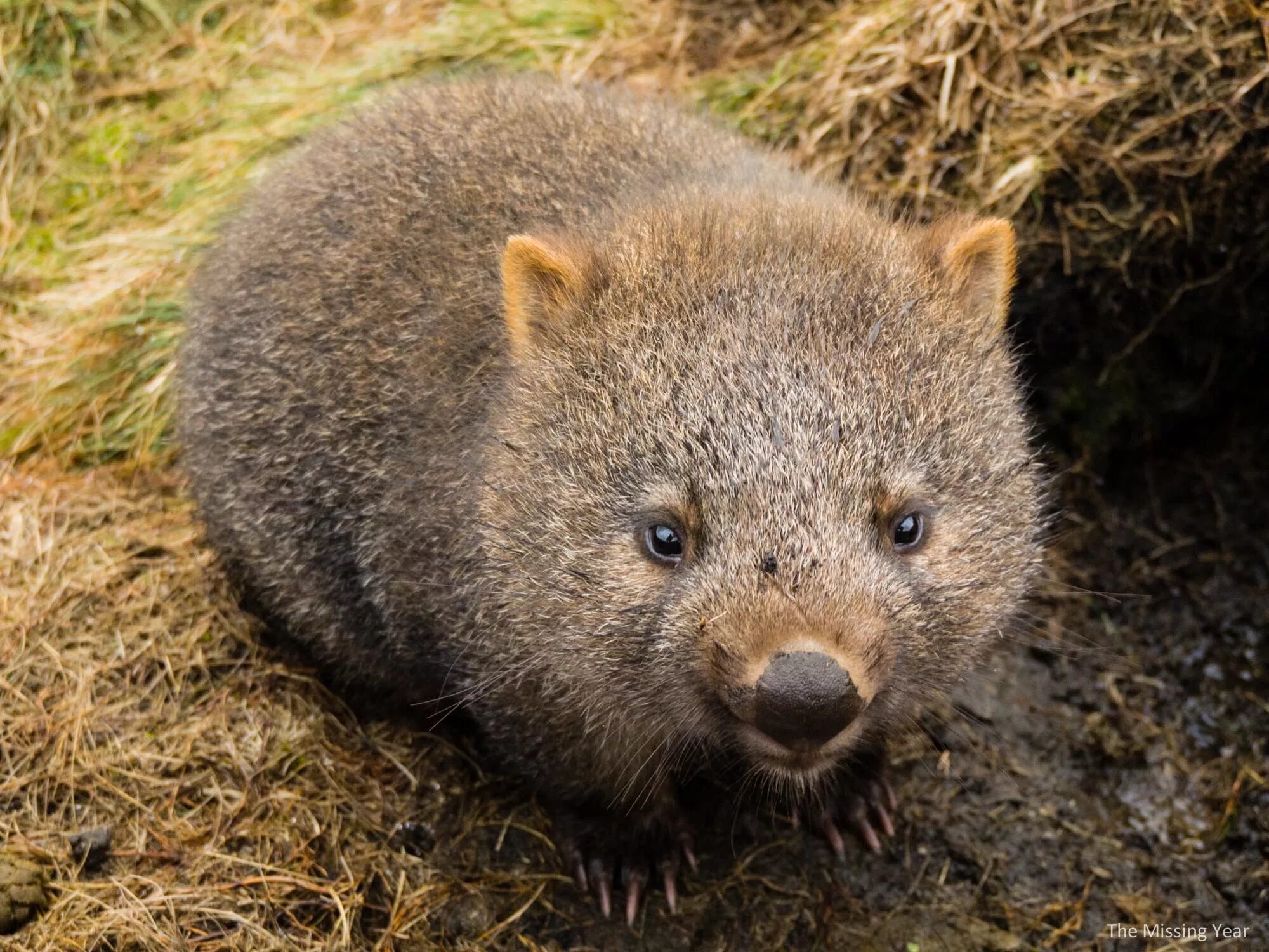 Wombat перевод. Сумчатый вомбат. Шерстоносый вомбат. Северный шерстоносый вомбат. Вомбат в норе.