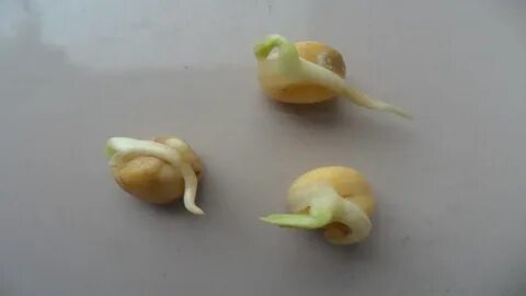 Прорастание семени кукурузы