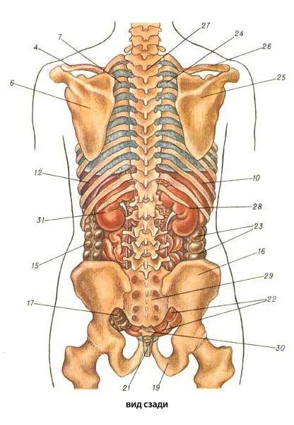 Органы в пояснице. Анатомия человека внутренние органы со спины.