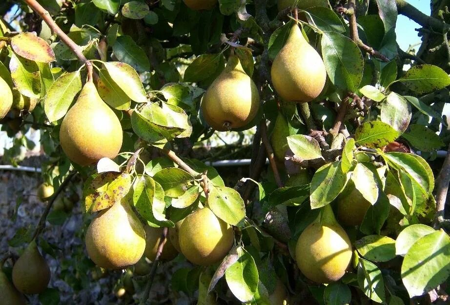 Груша обыкновенная (Pyrus communis). Груша Лесная Pyrus. Сорт груши Пирус. Груша Дюшес Московский садовый. Груша летняя дюшес описание фото