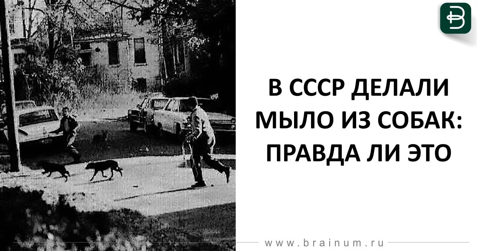 Из чего делают мыло из собак. Мыло из собак ссср. из чего делают хозяйственное мыло из собак. советские собаки на заводе. мыло из собак правда ли.
