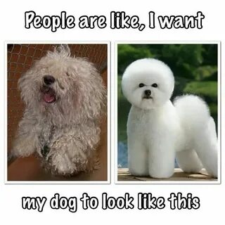 And look at the dogs