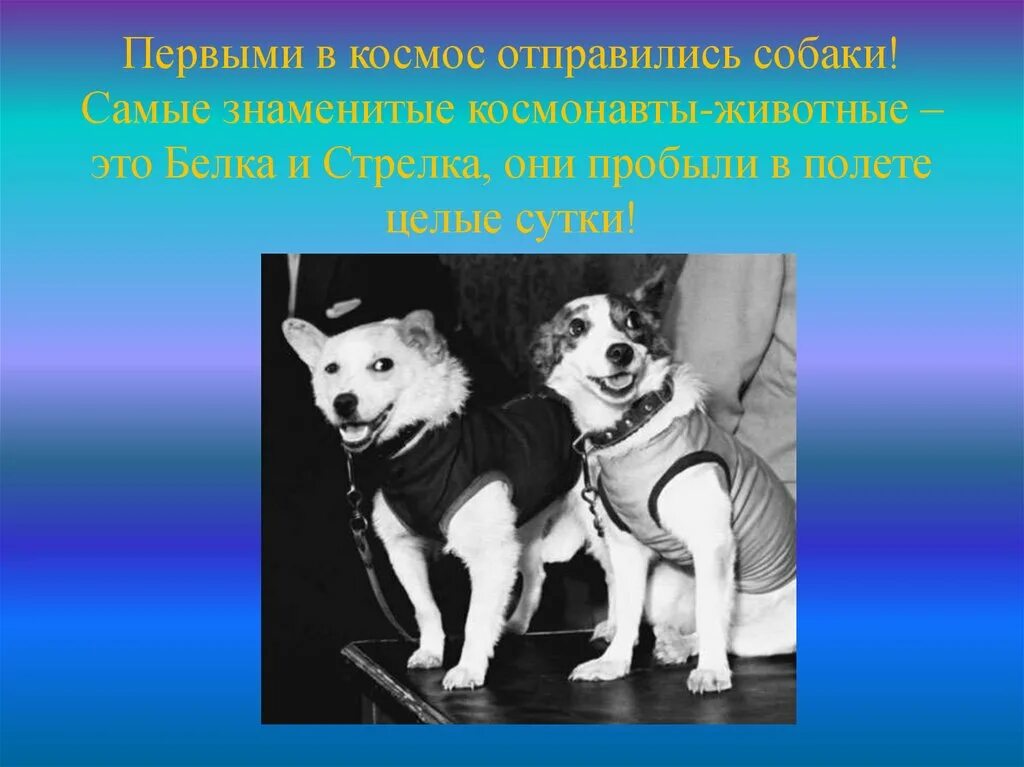 Кто 3 полетел в космос. Первые животные полетевшие в космос для дошкольников. Собаки в космосе презентация. Животные в космосе белка и стрелка. Белка и стрелка день космонавтики.