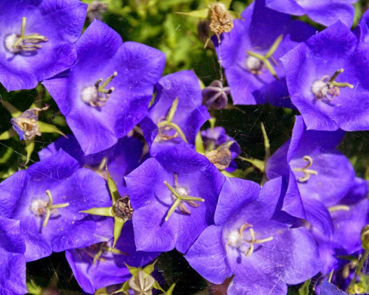 Кампанула Карпатский колокольчик. Колокольчик Карпатский (Campanula Carpatica). Колокольчик Карпатский Перл дип Блю. Колокольчик Карпатский Карпатенкроне. Колокольчик блю